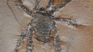 Image result for Arachniodes webbiana