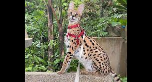Read this list of risks before considering a serval as a pet. African Wild Cat Pet Missing In Cherng Talay