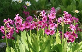 Thetreecenter.com has been visited by 10k+ users in the past month Primroses For New England Enchanted Gardens