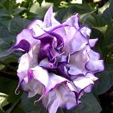 Image result for Datura