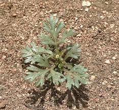 Image result for Chrysanthellum