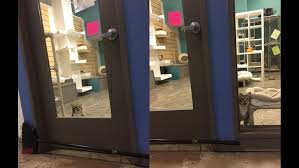 #harvey #txwx via cnn affil @abc13houston pic.twitter.com/yozta31njn. Cat Put In Solitary Confinement For Freeing Other Cats From Texas Shelter 10tv Com