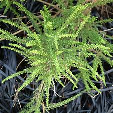 Image result for Fabiana imbricata