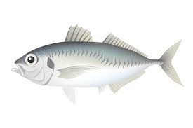 アジのサビキ釣り 超入門 釣れる時期や仕掛けの種類 9つのコツ 釣りの教科書