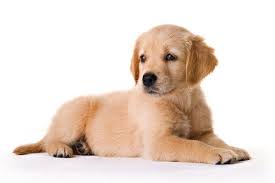 Dessin En Couleurs A Imprimer Animaux Chien Numero 548088 Chien Animaux Chiens Heureux