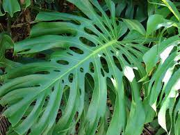 This has made it difficult for botanists to classify monstera species, which explains why this particular species has so many synonyms. Monstera Wikipedia