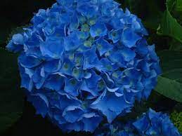 Dark Blue Hydrangea Google Images Blue Hydrangea Flowers Dark Blue Hydrangea Blue Hydrangea