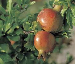 One of the primary benefits of the pomegranate is its use as a. The Care And Feeding Of A Pomegranate Tree Lifestyle The Florida Times Union Jacksonville Fl