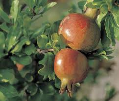 The pomegranate tree is an ornamental shrub producing fruit with a hard, leathery deep red or yellow rind. The Care And Feeding Of A Pomegranate Tree Lifestyle The Florida Times Union Jacksonville Fl
