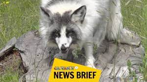 Canadian Marble Fox: What You Need to Know