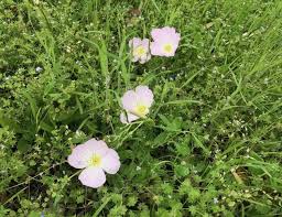 Maybe you would like to learn more about one of these? Here Are Central Texas Flowers Activities To Enjoy During National Wildflower Week On May 4 10 Community Impact
