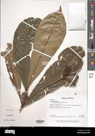 Image result for Campylospermum