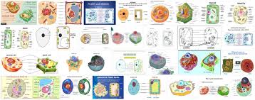 An animal cell is the smallest unit that makes up the varied tissues of animal species. Animal And Plant Cell In Dictionary Dictionary For All