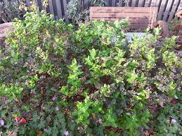 Image result for Hypericum quartinianum