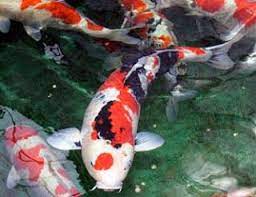 30 cara budidaya ikan koi di kolam tanah, terpal dan aquarium. Cara Budidaya Ikan Koi Kolam Terpal Dapat Untung Lebih Koi Animaux Images Google