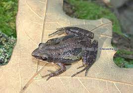 Upland chorus frog scientific name: Southern Chorus Frog Discover Herpetology