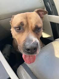 Found dog in St. Tammany Parish area