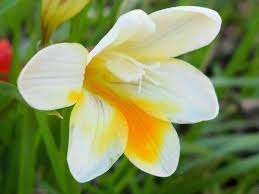 We did not find results for: Cuales Son Las Flores De La Primavera Viviendosanos Com