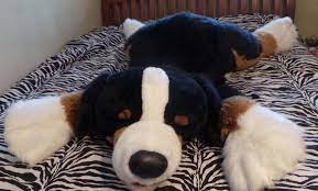 Pin On Plush Stuffed Dogs Cats Soft Toys