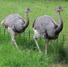 Birds That Start With Letter I 10 Awesome Animals Whose Names Start With The Letter N Animals African Antelope Mammals