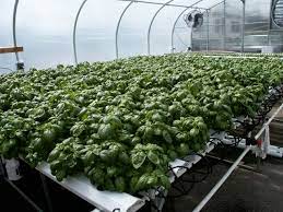 Traditional Fixed Nft Hydroponics Hydroponic Farming Aquaponics Aquaponics System
