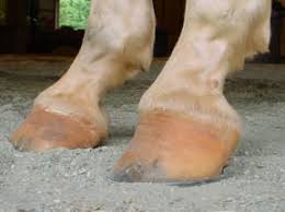 The term club foot actually refers to a congenital defect of the foot and according to the free dictionary,. Club Foot