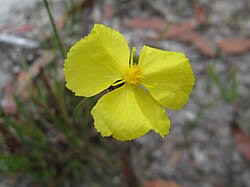 Image result for Xyris fugaciflora