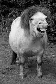 Pin On Horse