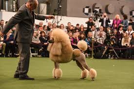 A handler stands with king, a wire fox terrier, as they compete in the best in show at the 143rd westminster kennel club. At Westminster Dog Show And Beyond Poodles Give People Paws Fox40