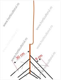 Dacă solul nu îngheţă şi temperatura aerului se menţine cu plantarea de toamnă (şi iarnă) are o serie de avantaje deoarece umiditatea bună din sol şi perioadele în care solul se menţine la peste +2 grade c. Plantarea Nucilor In Gradina Si Livada Horticultorul Ro