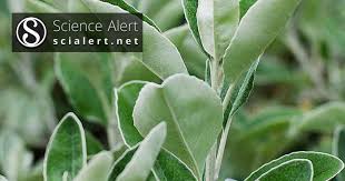 Image result for Dicerocaryum senecioides