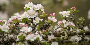Banyak dari mereka membutuhkan faktor lingkungan yg tepat untuk tumbuh, dan hanya bisa berkembang di bagian dunia tertentu. Flora Dan Fauna Negara Inggris Cara Golden