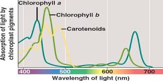 The chlorophyll a absorption (663 nm) of both solutions have the same values of about 0.5. Absorption Of Light By Chlorophyll Assignment Point