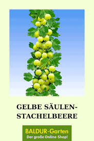 Enttäuschend … habe im frühjahr zwei winterharte kamelien gekauft und verschenkt! Gelbe Saulen Stachelbeere Top Qualitat Kaufen Baldur Garten In 2020 Stachelbeeren Erntezeit Pflanzen