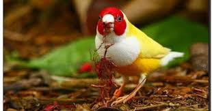 Bird With Red V On Back Of Head Sign In Beautiful Birds Colorful Birds Pretty Birds