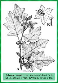 Image result for Solanum anguivi