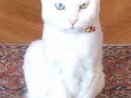 Kedi Mersin