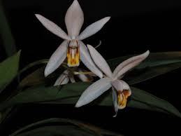 Image result for Orthochilus ruwenzoriensis