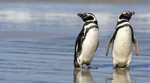 Check spelling or type a new query. What Do Penguins Eat