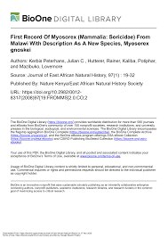 Image result for Helichrysum whyteanum