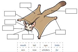 What Is A Sugar Glider Answered Twinkl Teaching Wiki