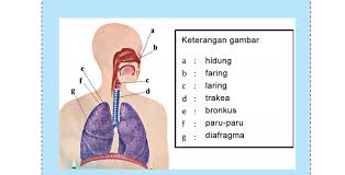 Dalam tema 2, kunci jawaban buku tematik mengusung judul bahaya kabut asap. Pertanyaan Tentang Sistem Pernapasan Pada Manusia Kunci Jawaban Tema 2 Kelas 5 Sd Dan Mi Halaman 16 17 18 Kabar Lumajang