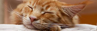 It is one of the oldest natural breeds in north america. Maine Coon Cat Cat Breed Information Characteristics And Facts