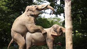 לינוף - סקס פילים בגן חיות - העברת סרטים לקובץ LINOF - mp4 - YouTube