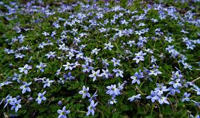 Isotoma fluviatilis, the swamp isotome or blue star creeper, is a small herbaceous perennial plant in the family campanulaceae, native to australia. Isotoma Fluviatilis Kiefer Nursery Trees Shrubs Perennials