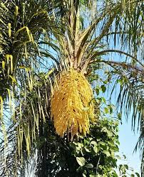 Image result for Syagrus