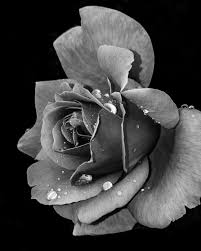 Black And White Flower Images Hd Black And White Macro Of Flower With Large Petals And Water Droplets Black And White Roses Roses Drawing Rose Painting