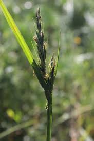 Image result for Scleria melanomphala