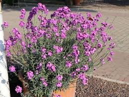 We did not find results for: Goldlack Bowles Mauve Finde Deine Neue Staude Online Ratgeber