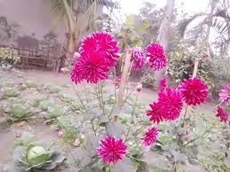 We did not find results for: Life Love Flowers Beauty Are The Best Gift For Men In This Beautiful World Steemit